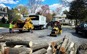 Professional Tree Services in Breckenridge, MN