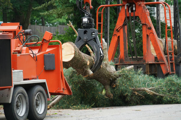 Best Storm Damage Tree Cleanup  in Breckenridge, MN